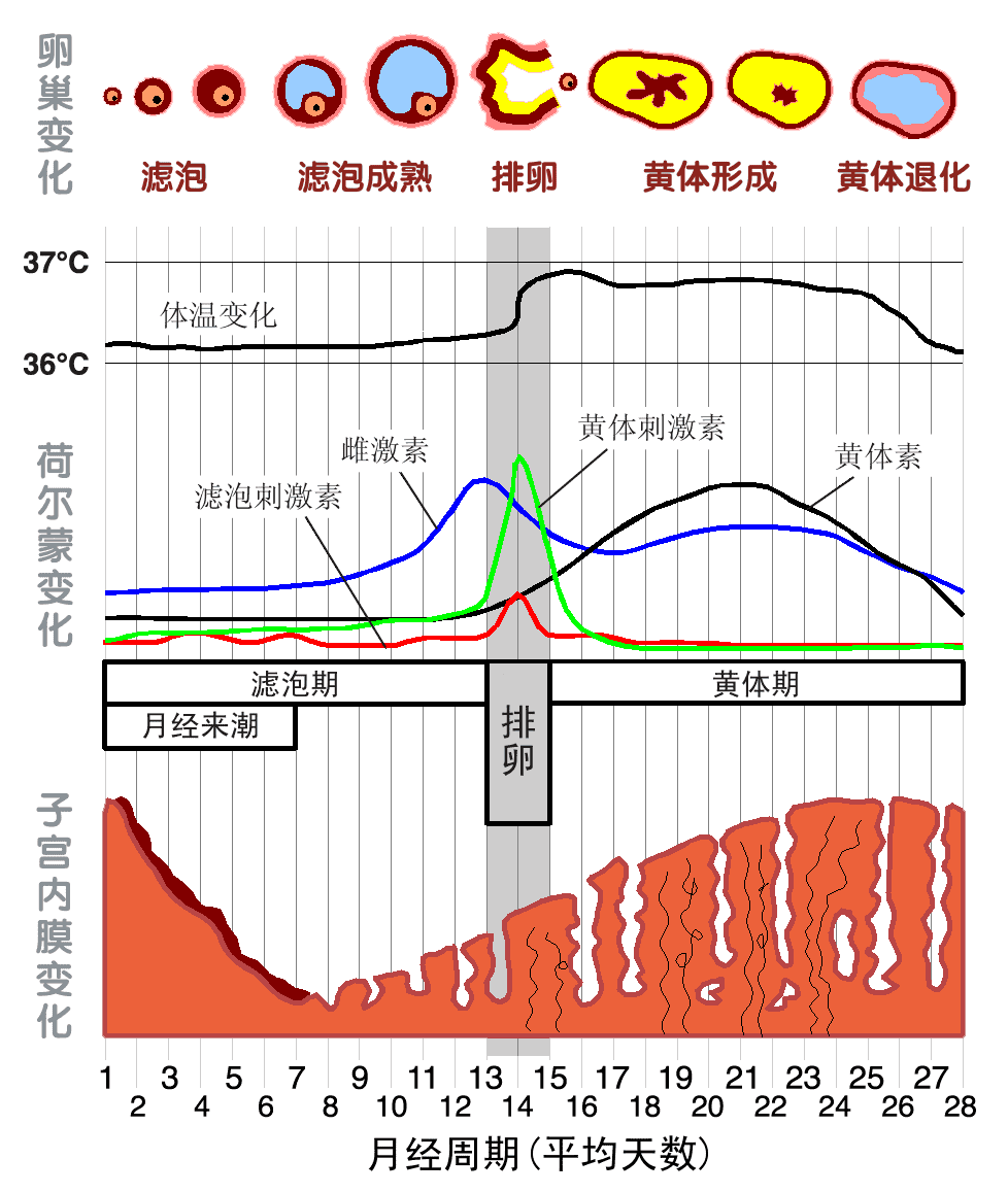 为什么孕酮升高就不能移植胚胎?