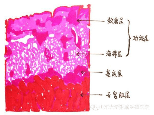 好好的子宫内膜，为什么变薄了？