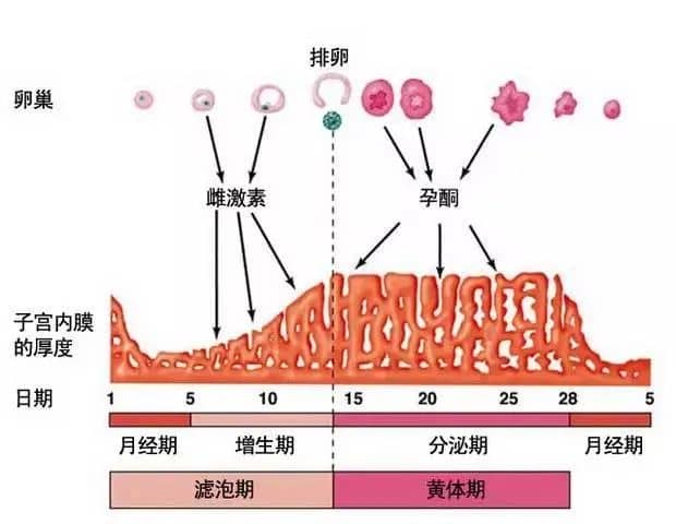 子宫内膜薄致不孕？用好这4招也能轻松抱娃！