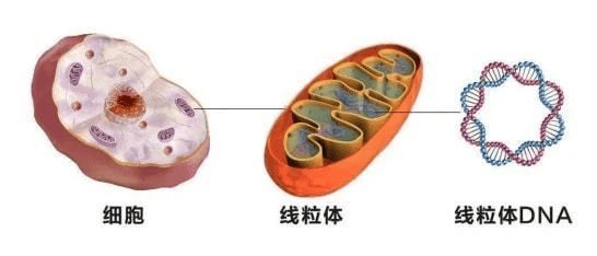 养卵必看：一文讲清改善卵子质量的关键所在！