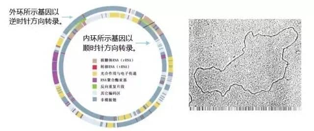 养卵必看：一文讲清改善卵子质量的关键所在！