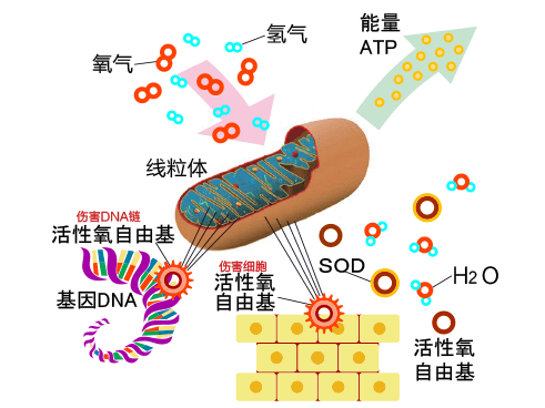 养卵必看：一文讲清改善卵子质量的关键所在！