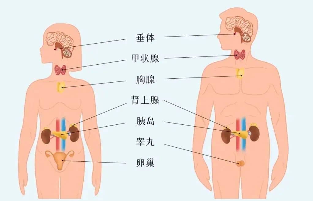 总是流产，警惕这5种内分泌疾病！