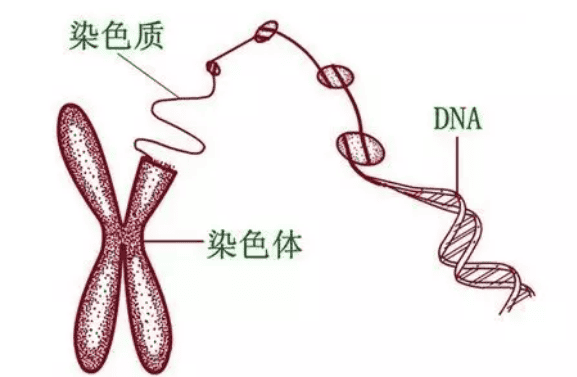 怀得好好的为什么胎停了？这5个高危因素你要知道！