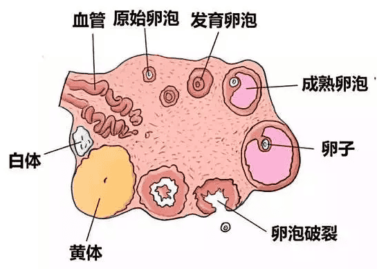 要想卵泡质量好，这个关键因素少不了！