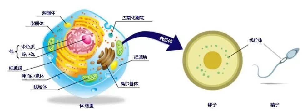 要想卵泡质量好，这个关键因素少不了！