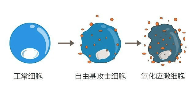 要想卵泡质量好，这个关键因素少不了！