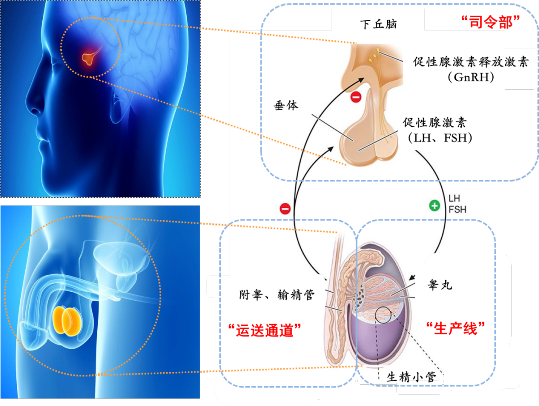 卵泡偏小，机会渺茫? 看完这篇文章你可以放心了