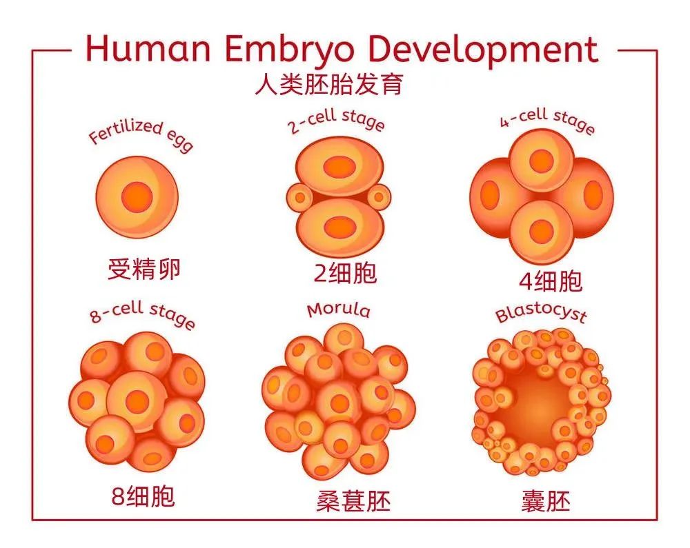 三代试管筛查结果出来了，该选哪个囊胚移植？