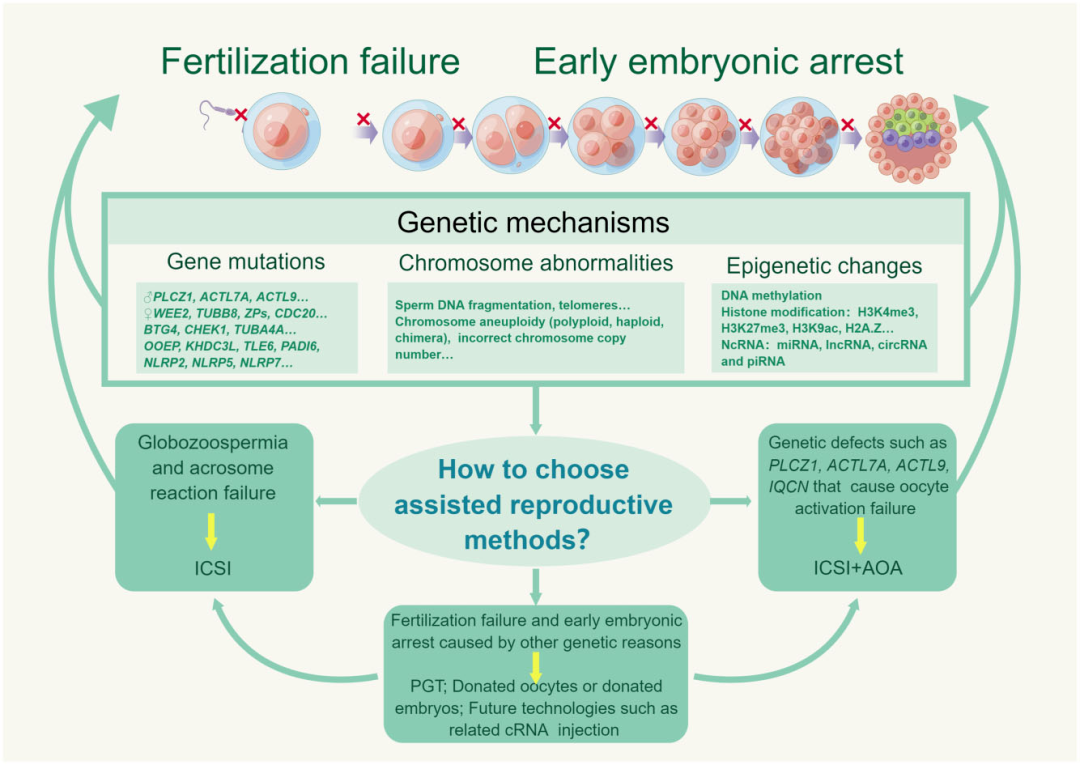 试管婴儿反复受精失败，基因可能要背锅！