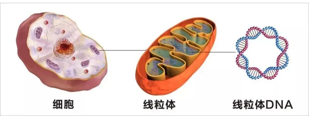 试管婴儿反复受精失败，基因可能要背锅！