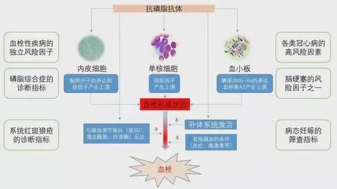 备孕多年没怀上，或许你该检查免疫因素！