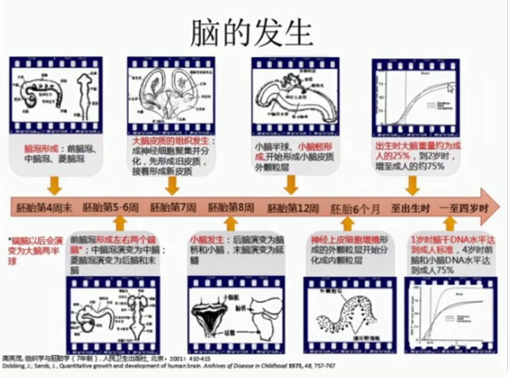 影响胎儿脑部发育的因素，看看你了解多少！