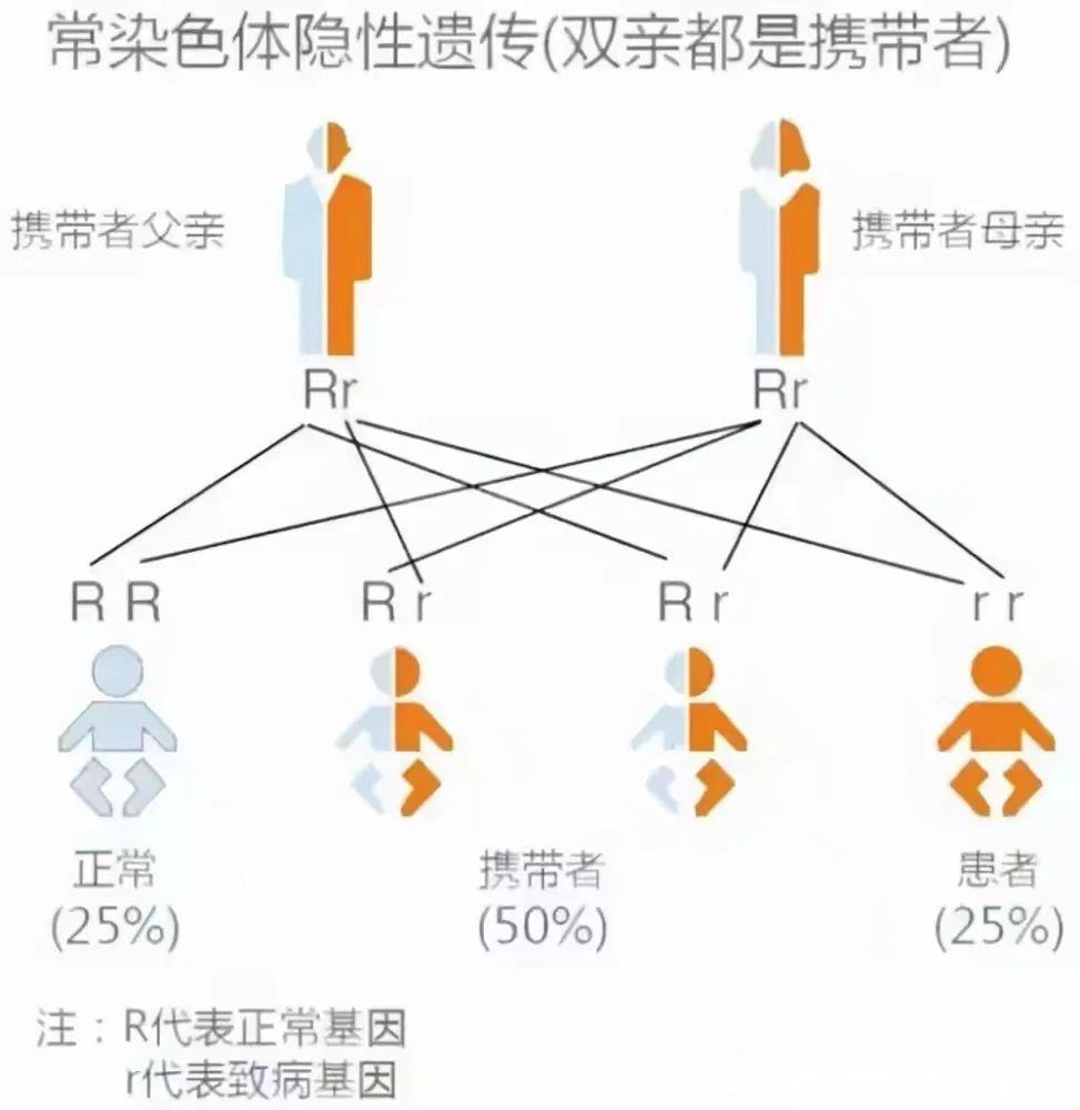 基因携带者筛查真的是“智商税”？这几类人必做！