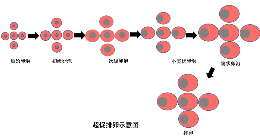 试管促排药国产和进口，你Pick哪一个呢?