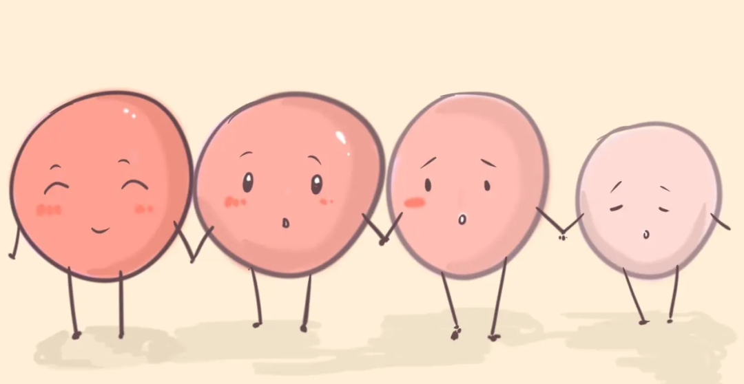 囊胚移植 VS D3胚移植，哪个成功率更高?