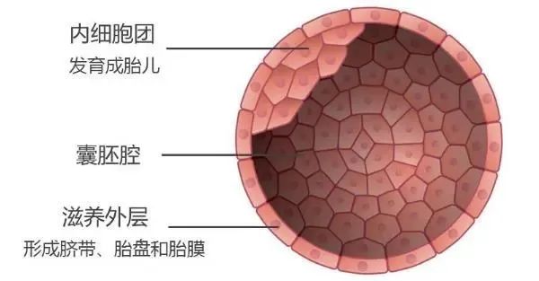 试管胚胎等级解读，看完这篇你全懂！