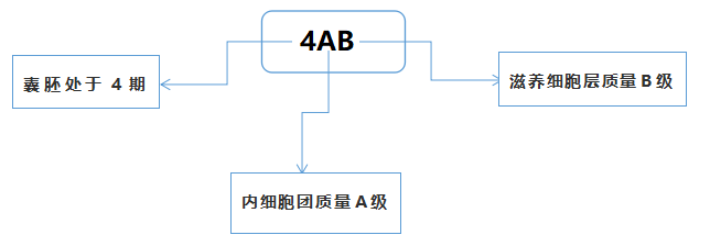 试管胚胎等级解读，看完这篇你全懂！