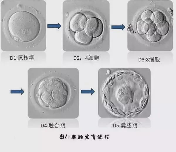 试管养囊全军覆没？做好这3点让你逆风翻盘！