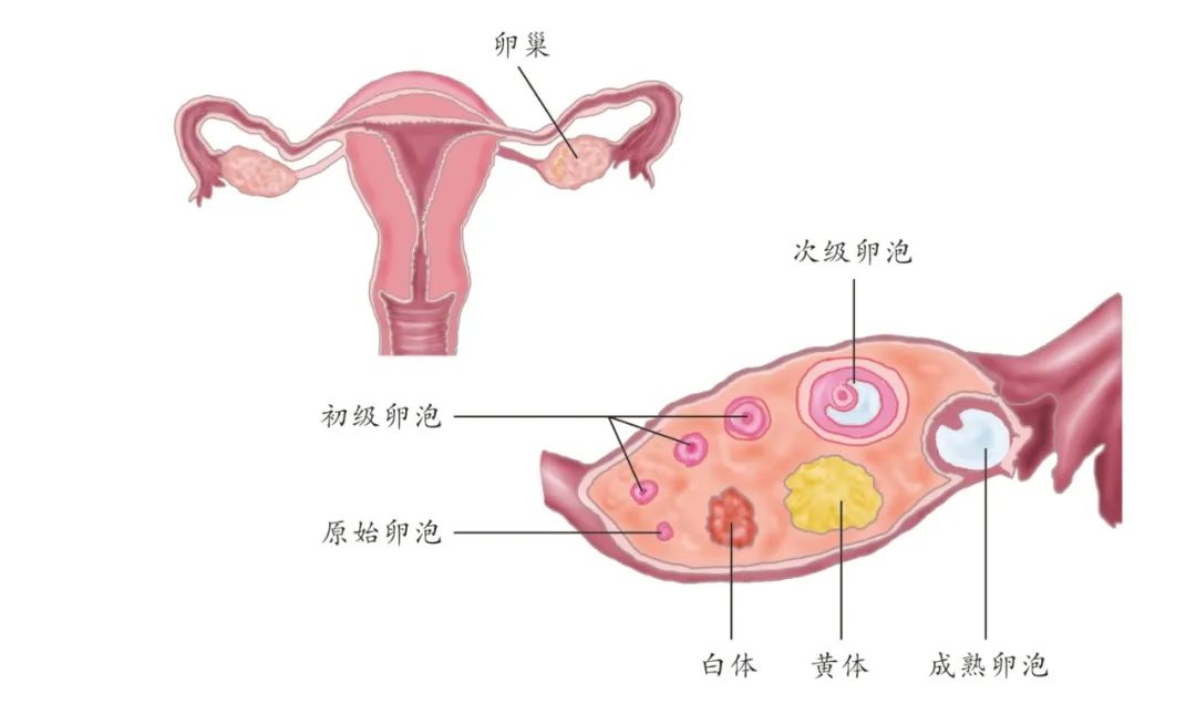 生个娃奖一亿？且慢！这些前提条件你要知道