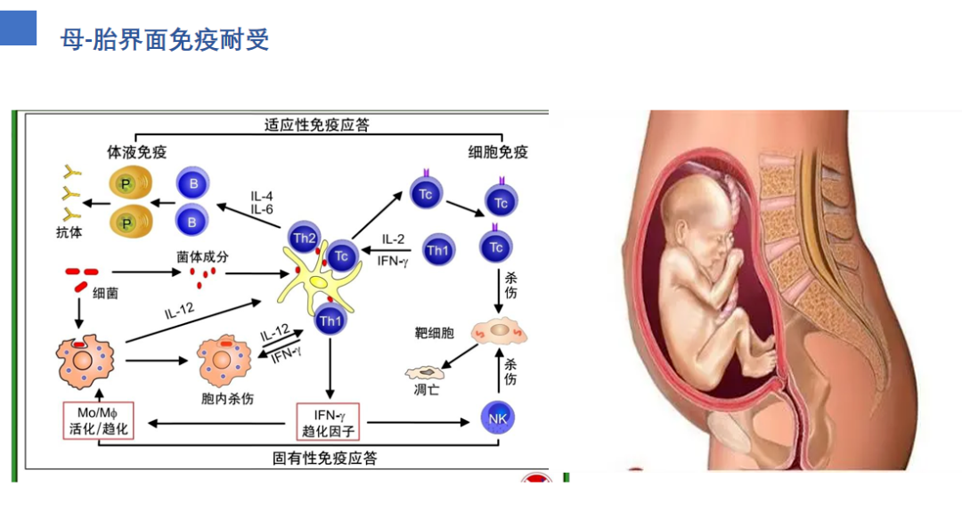 忘了查？六成的胎停原因都是因为它！