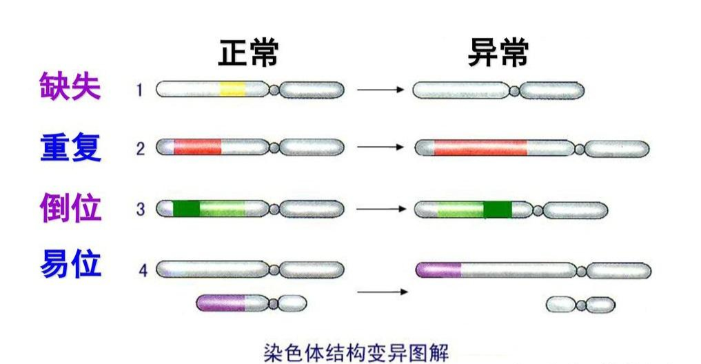 哪些人群需要检查染色体？