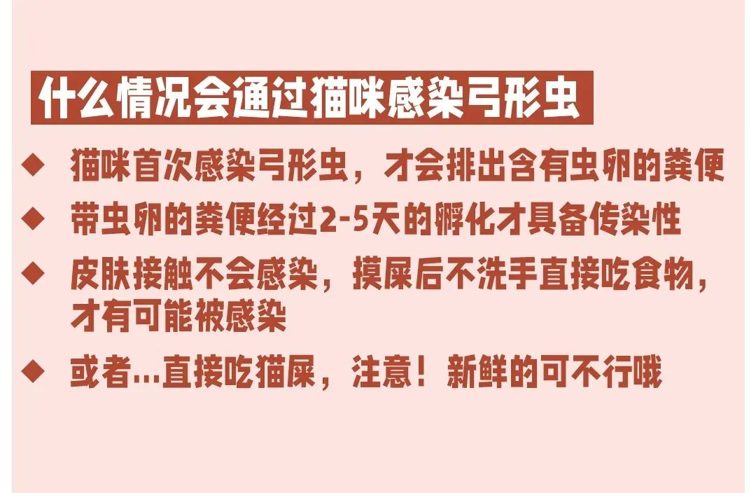 准妈妈“撸猫”染上弓形虫? 这几件事一定要注意……