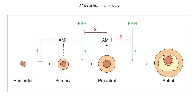 AMH低，要怎么做才能逆袭好孕？