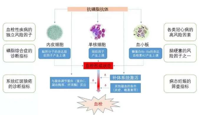 怀得好好的，为什么突然胎停了？