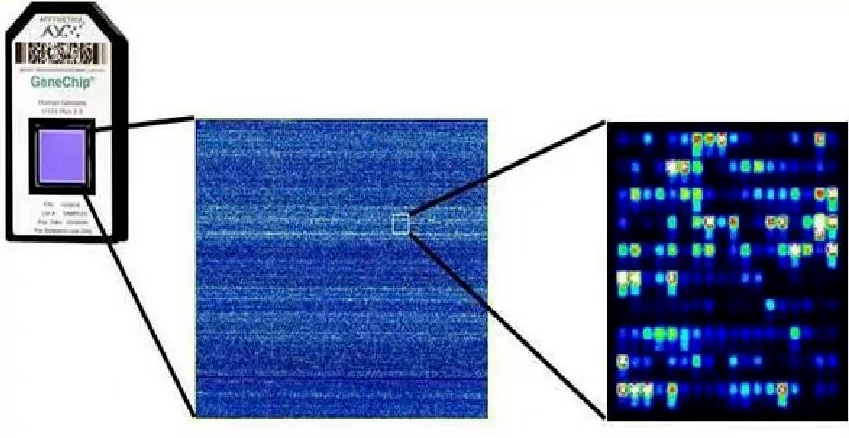 全面了解基因芯片检测，这一篇就够了