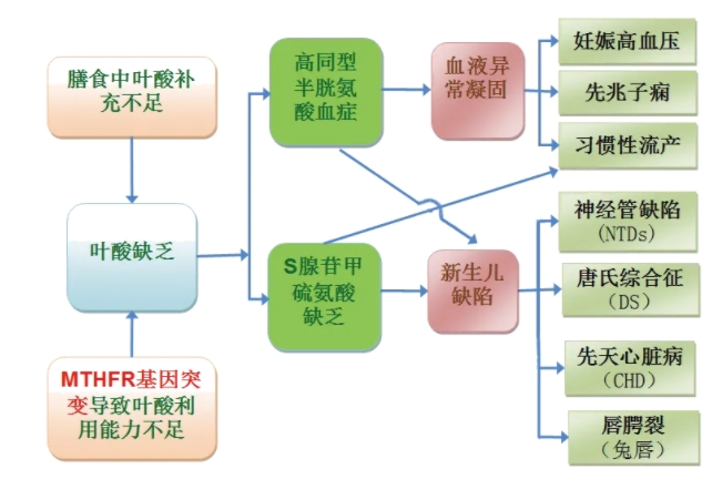 试管助孕前如何吃叶酸？这篇文章干货满满