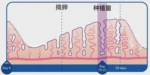 胚胎评分高就一定能成功怀孕？