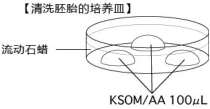 冷冻十五年后，胚胎被“唤醒” ！