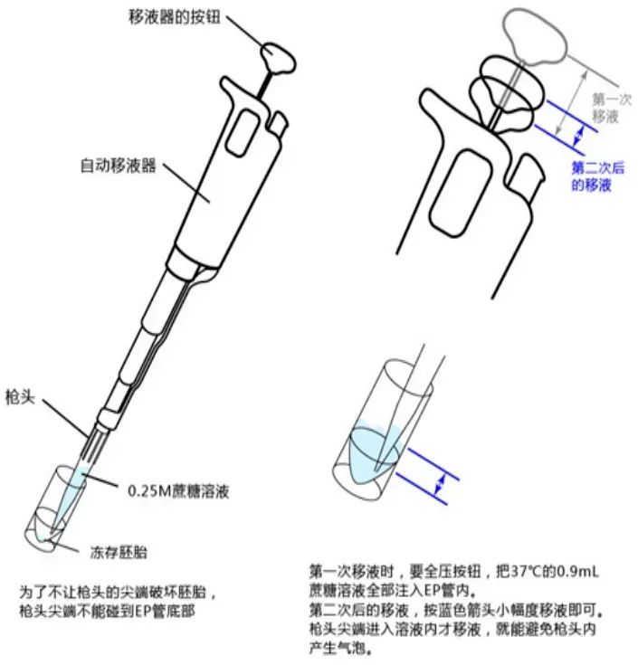 冷冻十五年后，胚胎被“唤醒” ！