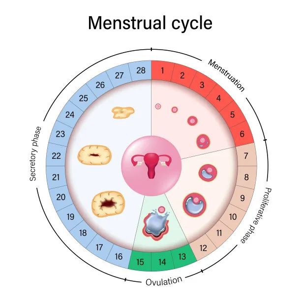 女性一生大概排400颗卵子，谁先排完谁先老？