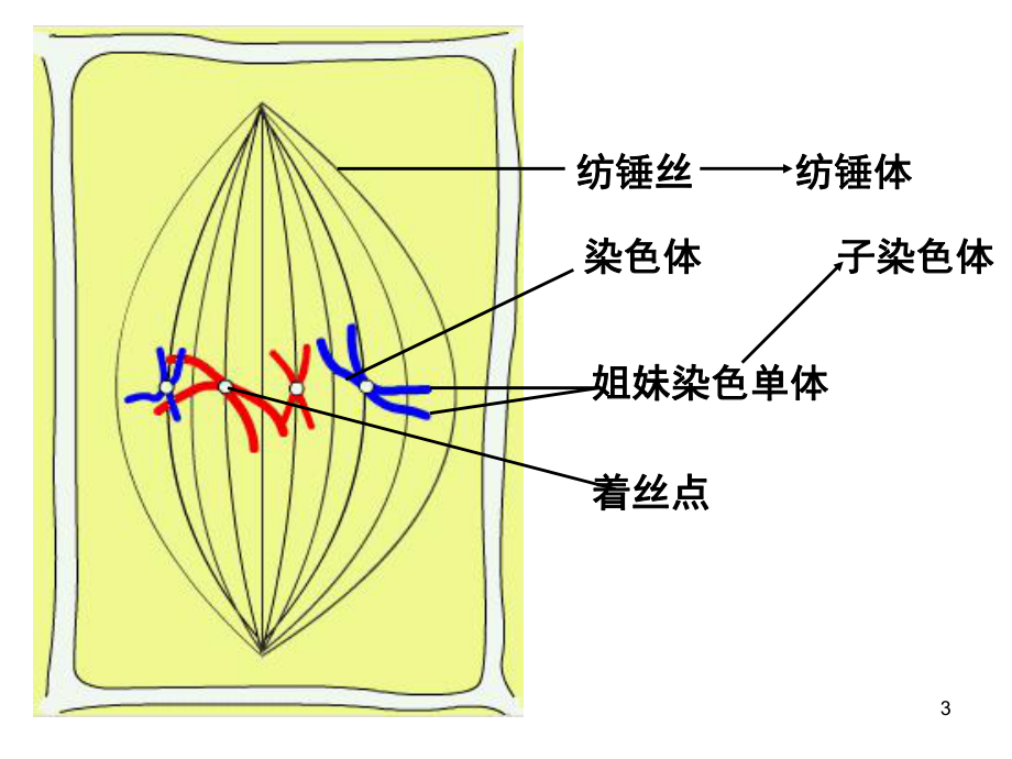 卵母细胞形态学异常对试管有什么影响?