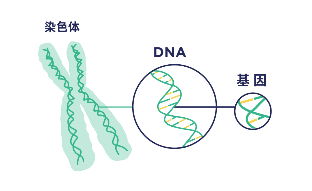 筛过的囊胚还移植失败? 这三个检查要做好！