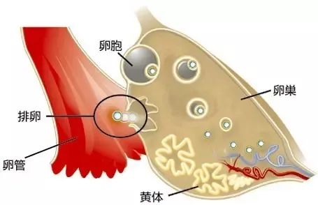 打黄体酮针后出现局部硬结，这些技巧可以避免！