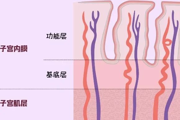 子宫内膜增厚，与哪些因素有关？