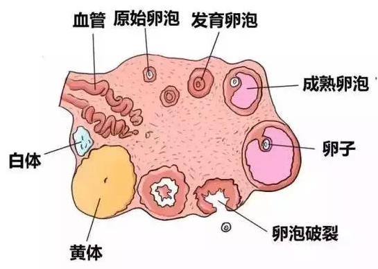 提高「获卵数」有5个办法，做好1个就够了！