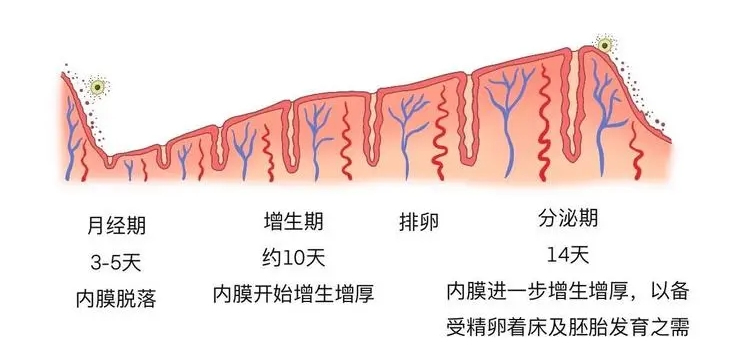 子宫内膜增厚，与哪些因素有关？