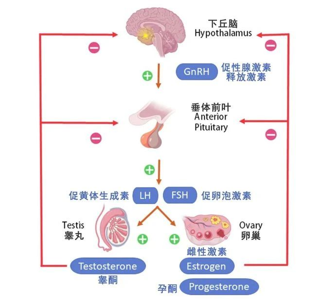 试管助孕时，为什么FSH高就不适合进周？