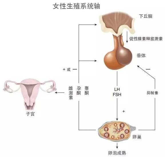 卵巢储备功能下降与肠道菌群也有关系！