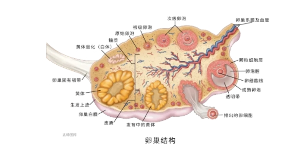 排卵正常却没怀上？可能是ta出问题了！