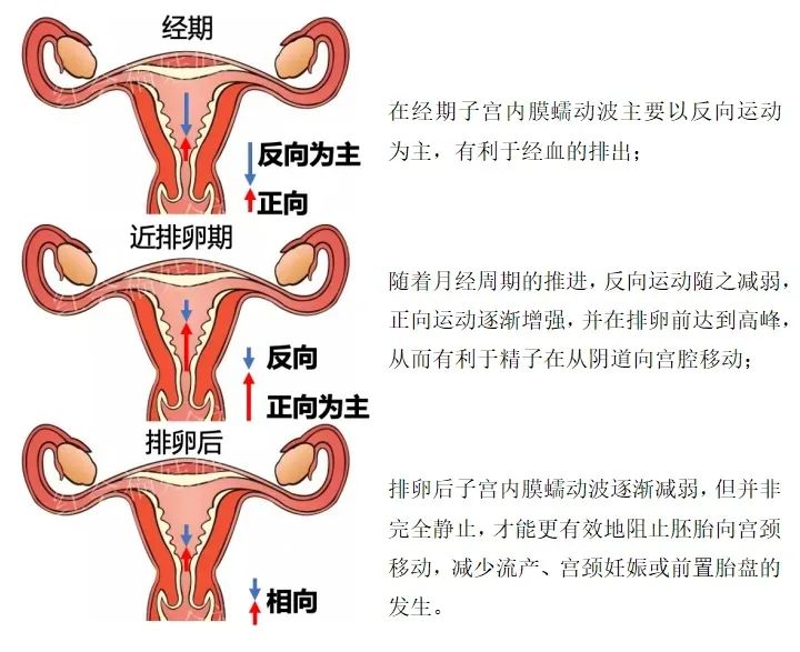 胚胎移植后是否着床，这个指标是关键！