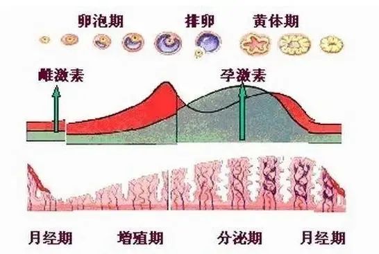 排卵正常却没怀上？可能是ta出问题了！