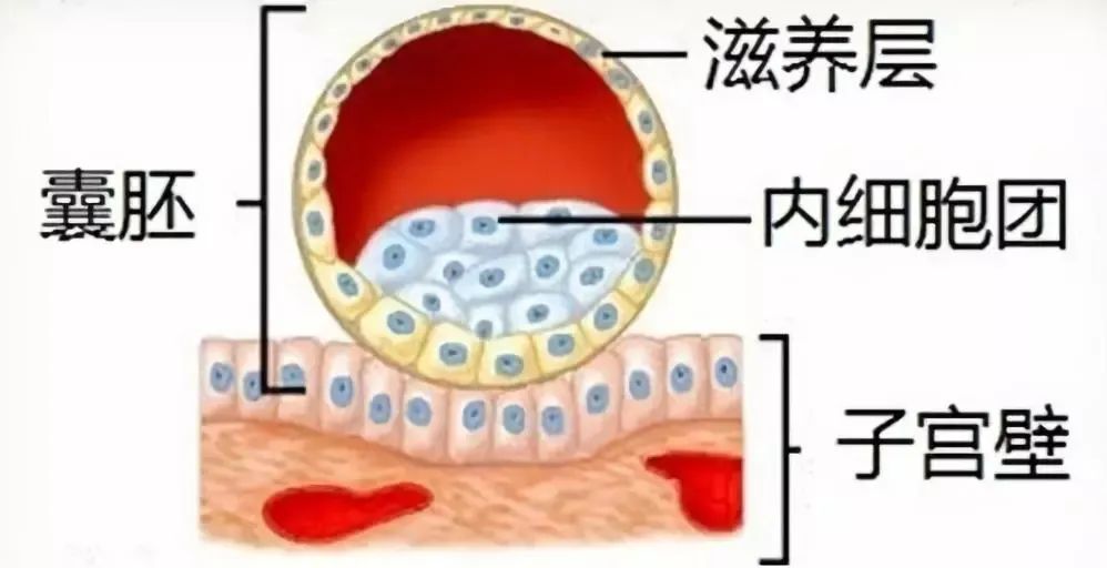 再好的胚胎内膜，不解决这个问题也白搭！