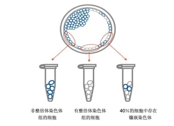 胚胎珍贵，千万不要被这个因素​影响好孕！