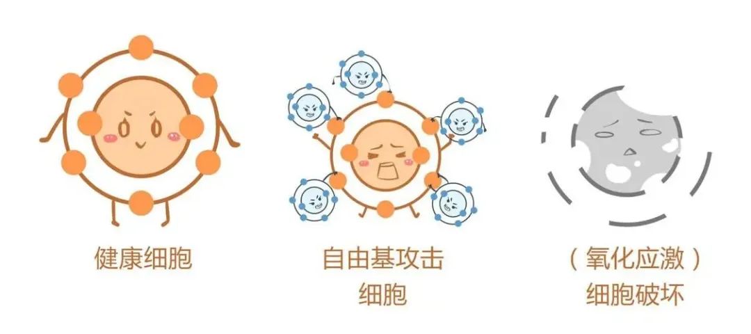 高龄养囊总失败，下一步该怎么办？