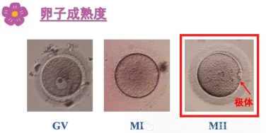 试管婴儿中为什么解冻后的胚胎还会掉等级？